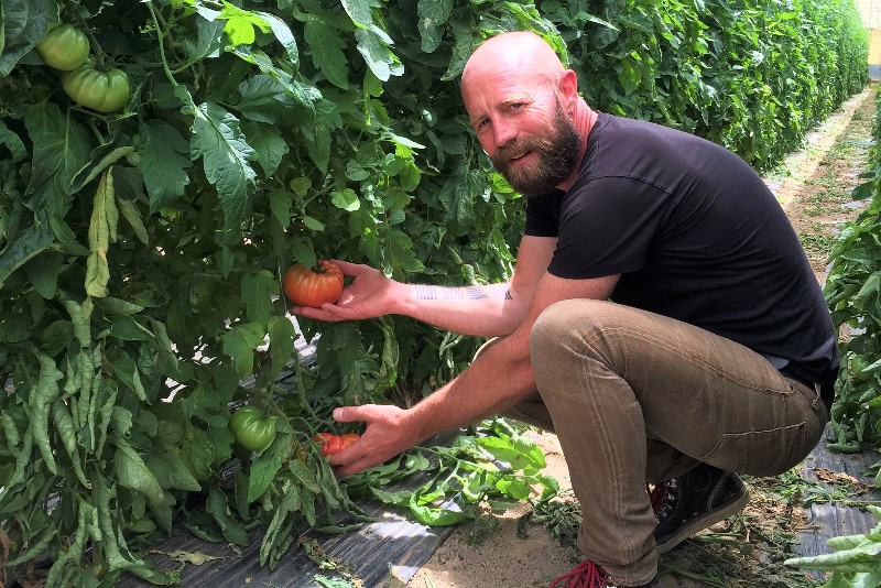 alte tomatensorten kaufen