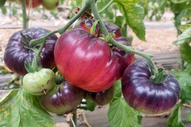 bio tomaten kaufen