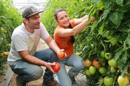 alte tomatensorten bestellen