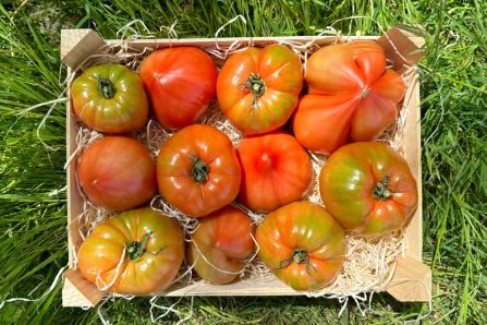 ochsenherz tomaten kaufen