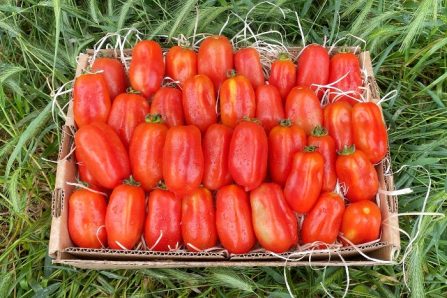 san marzano tomate kaufen