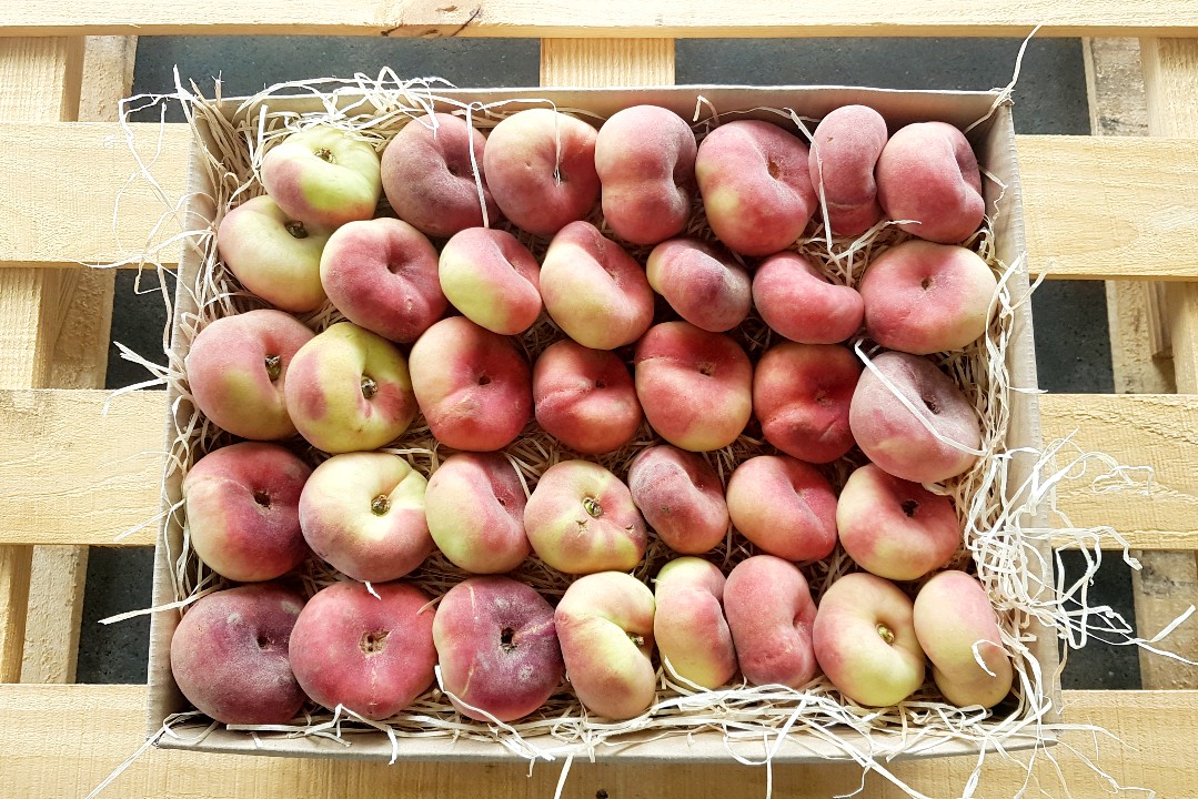 bio flachpfirsiche kaufen