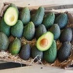 avocados direkt vom erzeuger kaufen