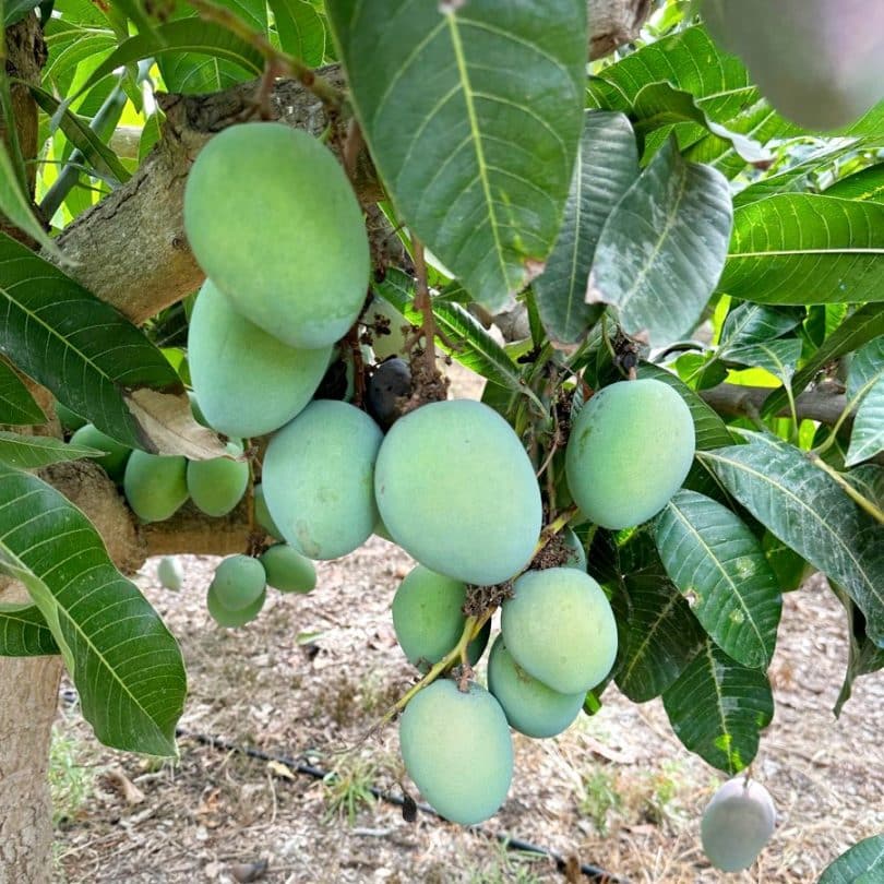 mango kensington kaufen