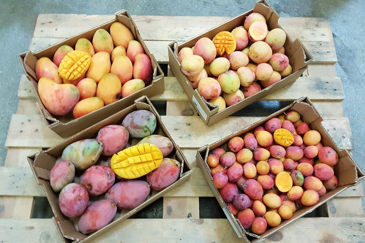 bio mangos aus spanien kaufen