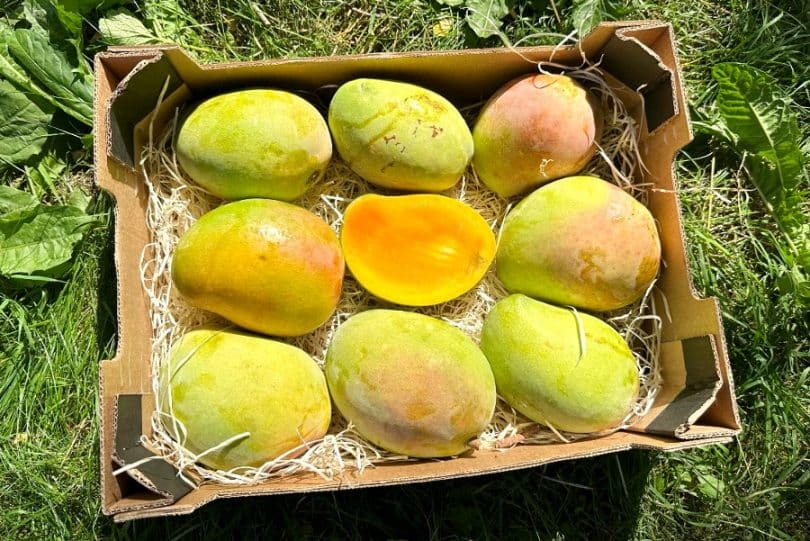 mango kensington pride kaufen