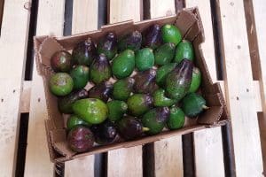 avocado spanien kaufen