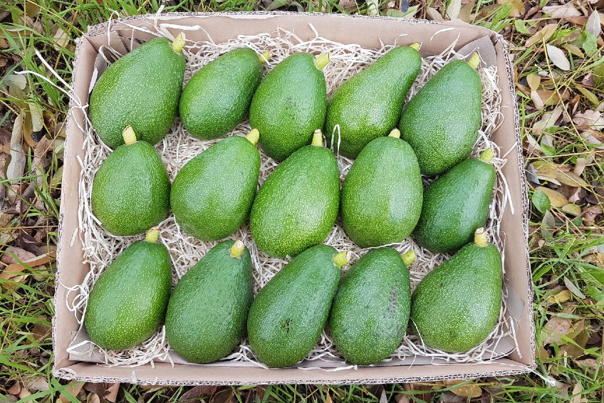 avocado fuerte kaufen
