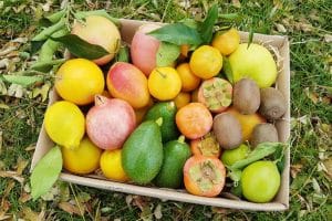 Bio Obstbox "Andalusien" 5kg Kennenlernpreis