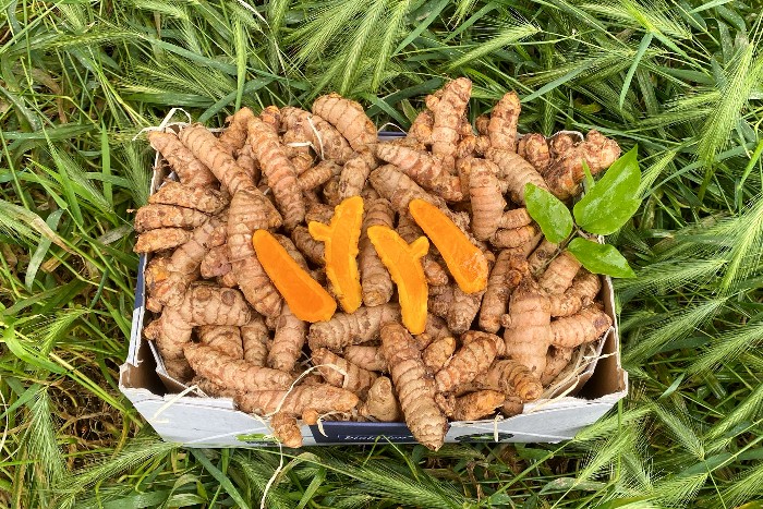 bio kurkuma kaufen