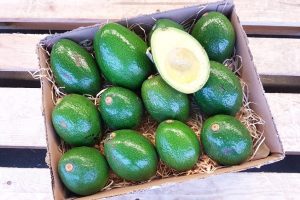 avocado antillano