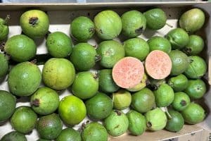Echte Guave rot wild (unbehandelt) von Julian Box 2,5kg Aktionspreis