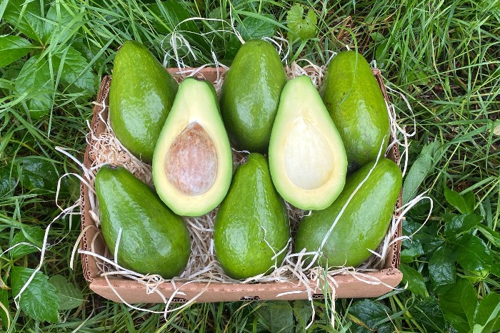 zutano avocados kaufen