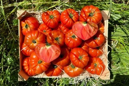 bio tomaten cotolee rouge bestellen