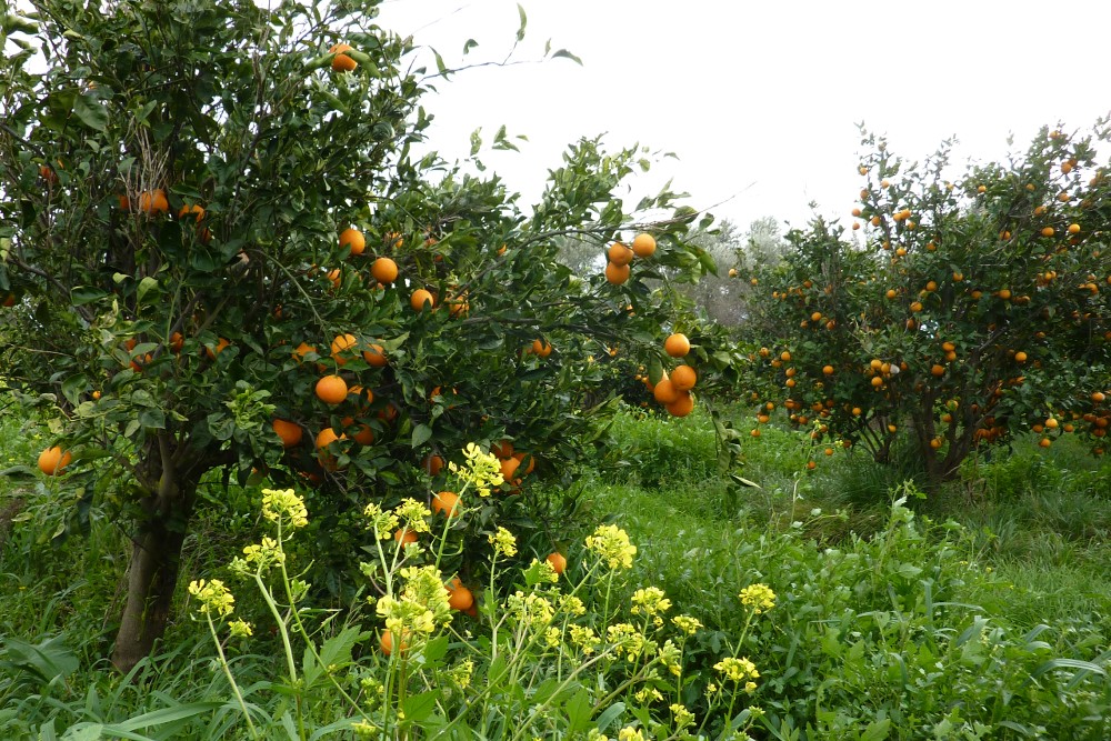 Kaufe Bio Orangen direkt vom Erzeuger: Orangen frisch vom Baum zu Dir!