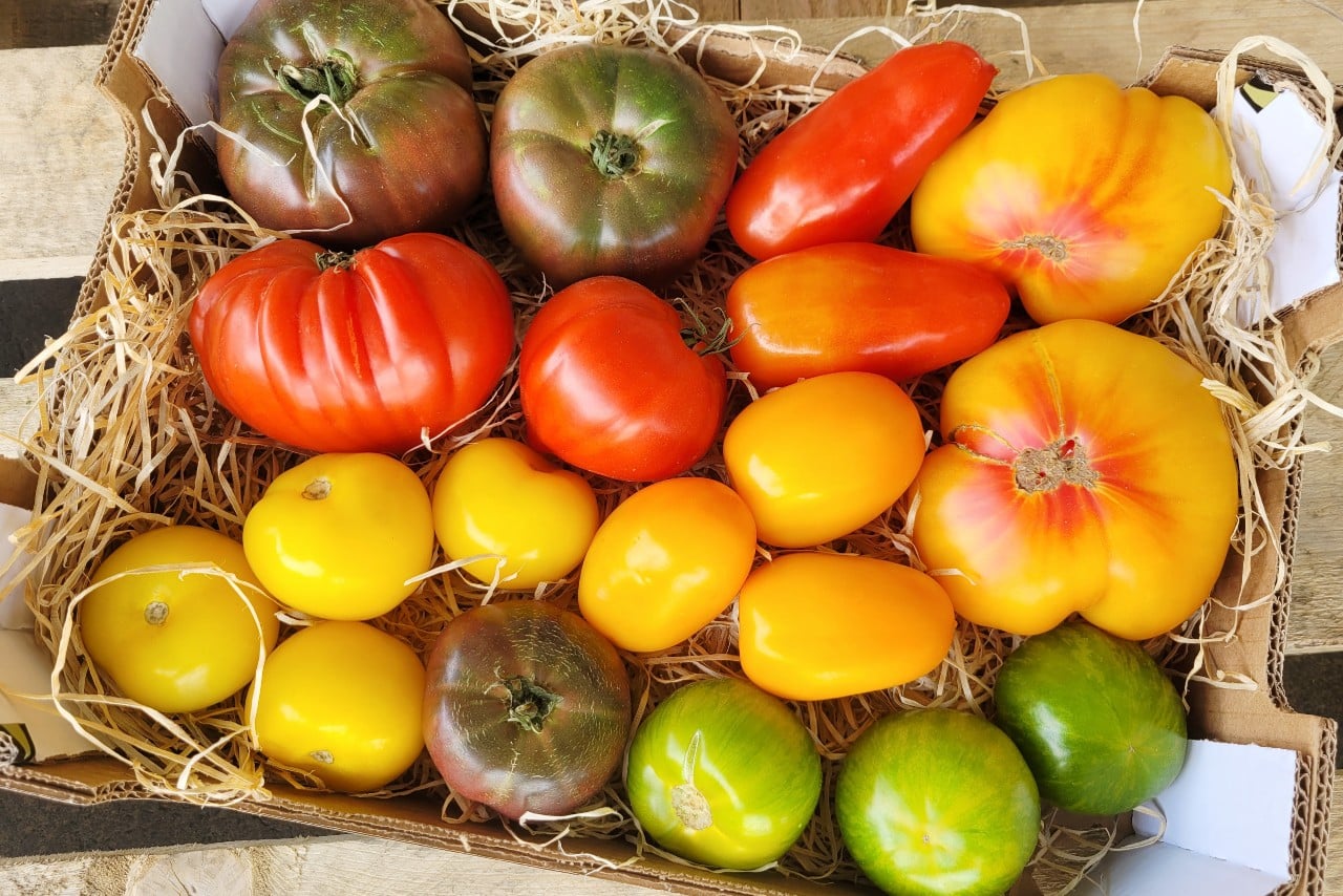 alte tomatensorten online bestellen