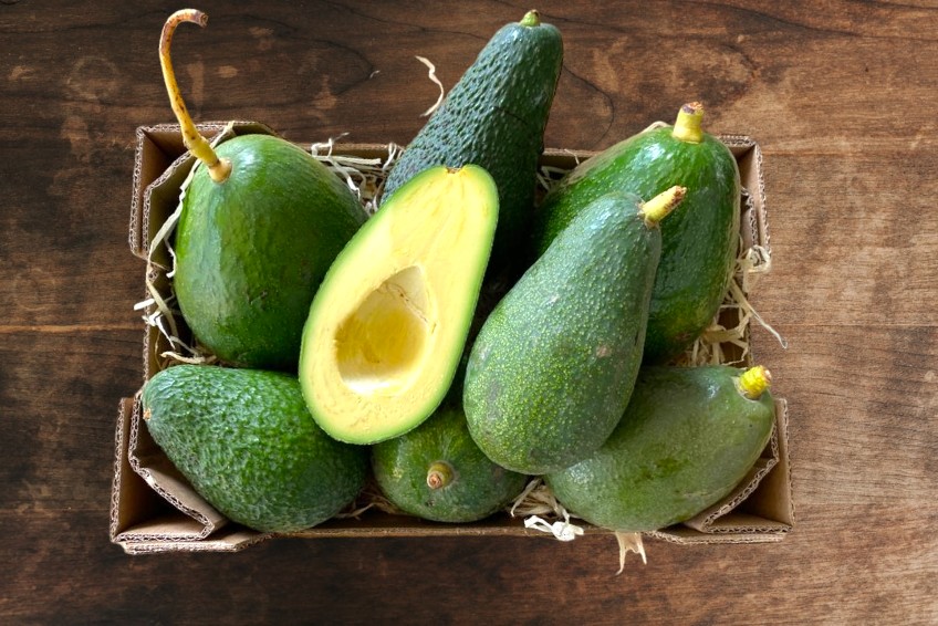 Avocadoboxen