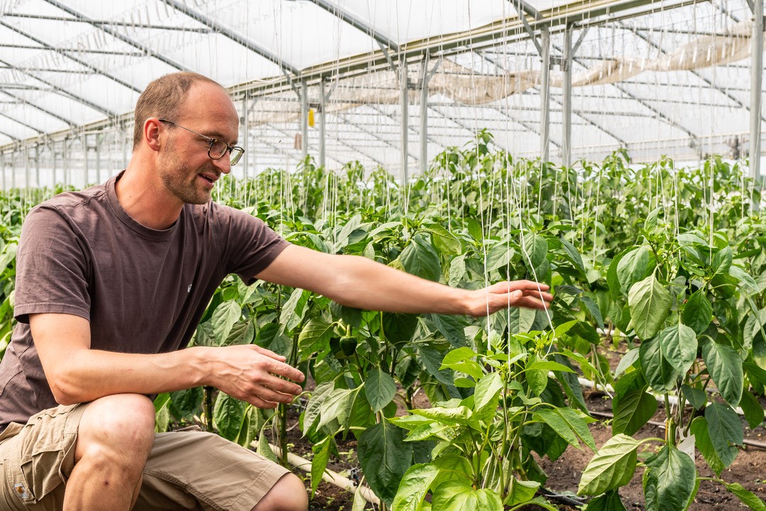 Bio bunte Mini Tomaten online bestellen