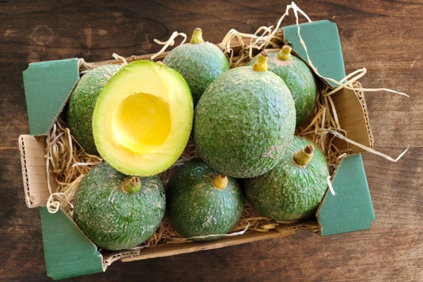 avocado reed kaufen