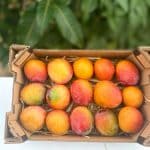 bio babymango kaufen