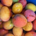 mangos vom erzeuger kaufen
