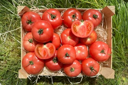 bio tomate berner rose alte sorte