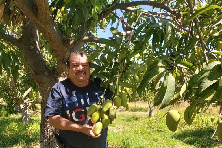 bio honigmango ataulfo kaufen