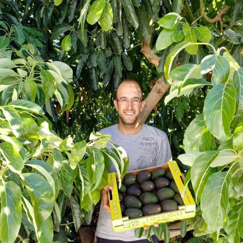 bio avocados kaufen