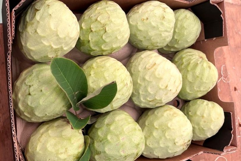 bio cherimoya kaufen