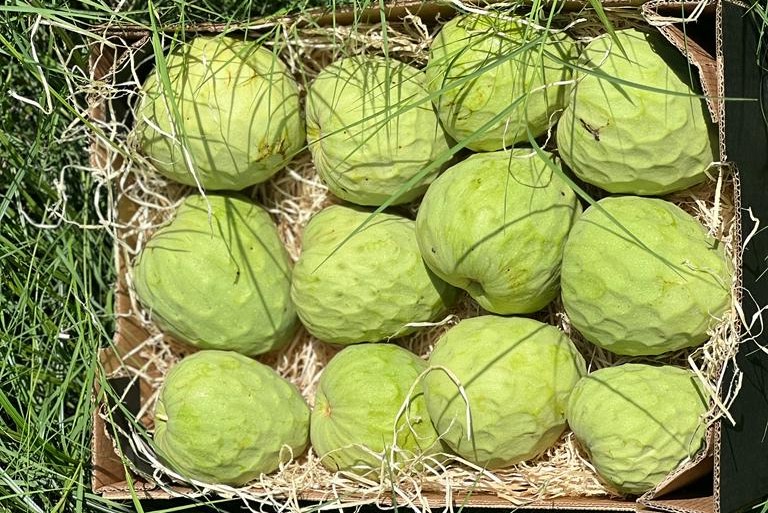 cherimoya