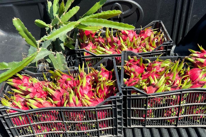 rote drachenfrucht kaufen