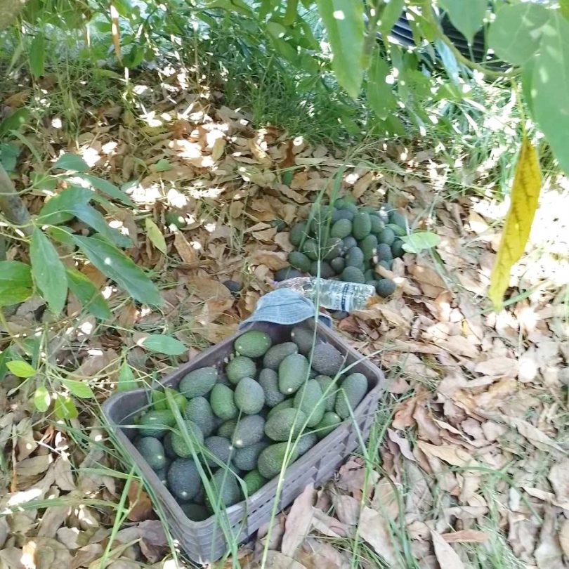 hass avocado kaufen