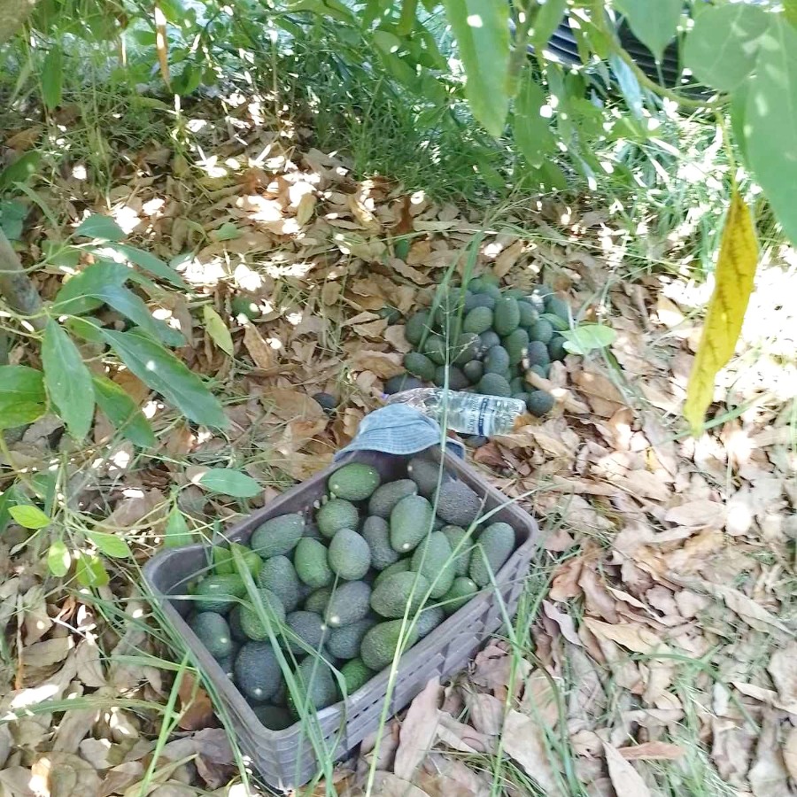 hass avocado kaufen
