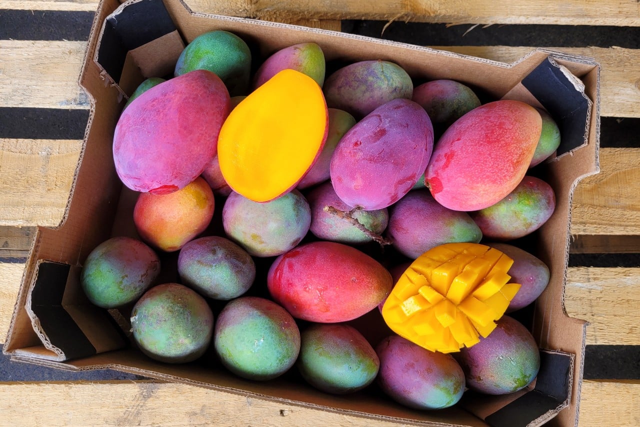 irwin mango kaufen