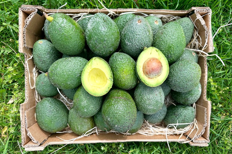 wilde avocados