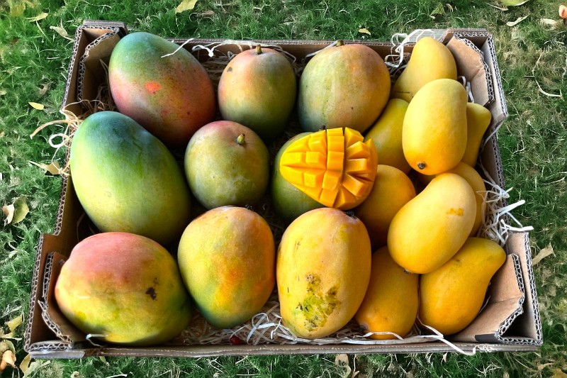 bio mangos kaufen