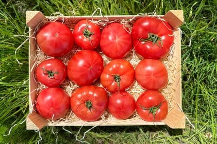 generose bio tomaten kaufen