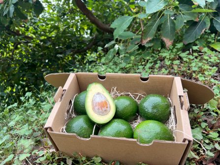Avocado Bacon von Julian 14 Monate gereift Aktionspreis % 1kg