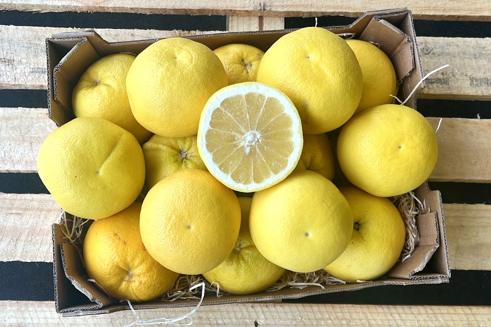 weisse grapefruit kaufen