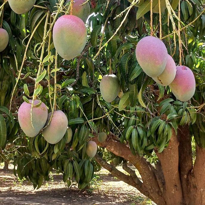 mango kent