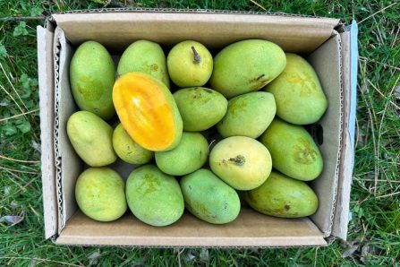wilde mangos kaufen