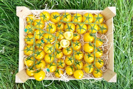 gelbe bio cherrytomaten kaufen
