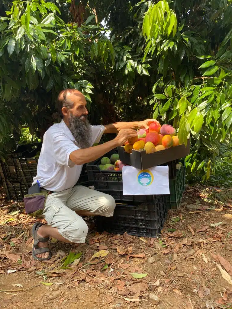 mango spanien kaufen vom erzeuger
