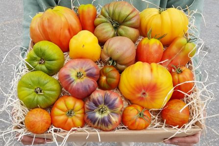 tomaten raritäten kaufen