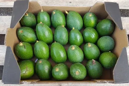 bio avocado kaufen