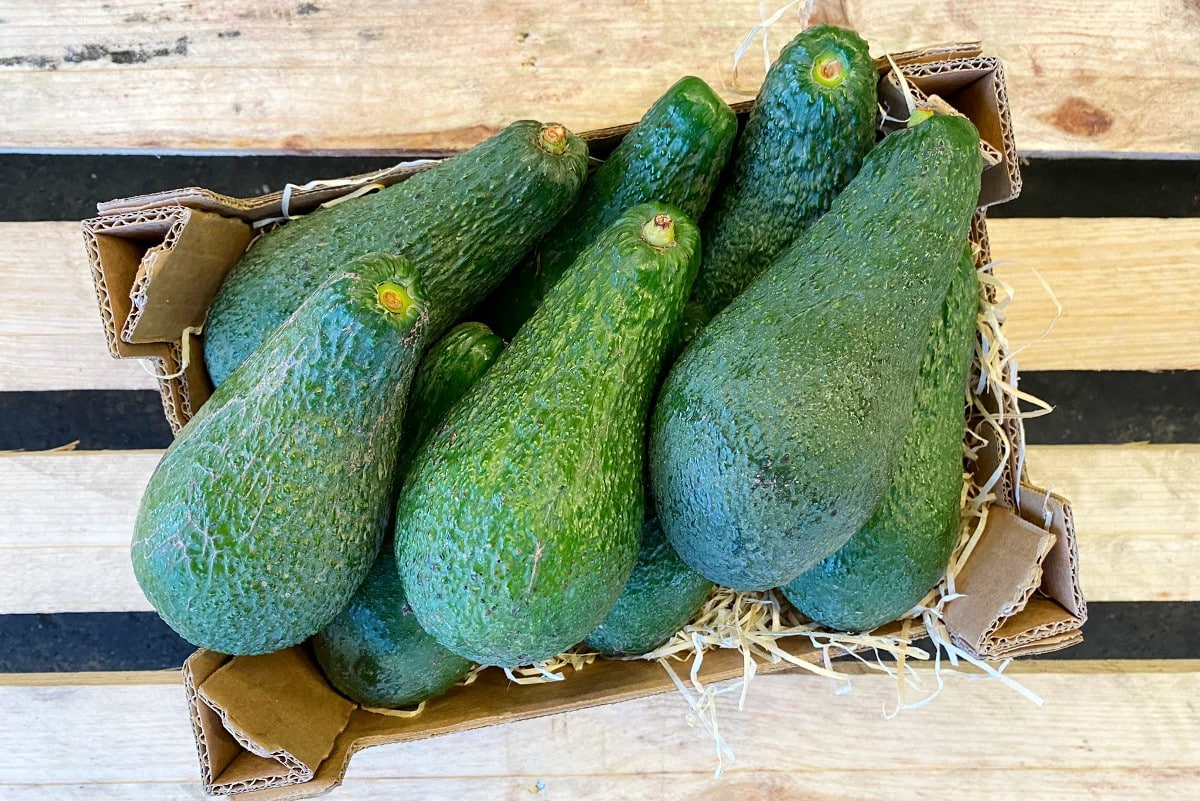avocado pinkerton kaufen