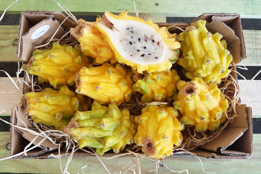 bio pitahaya kaufen