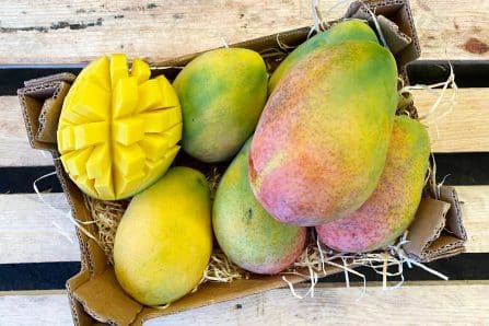 bio mango flugware kaufen