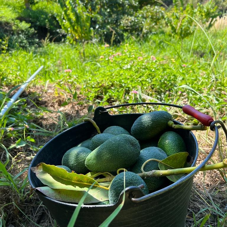 avocado kaufen