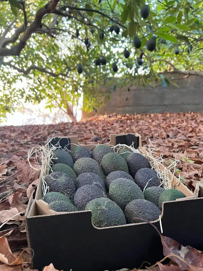 bio avocado kaufen